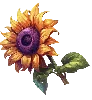 Symbole Tournesol Hungry Wolf